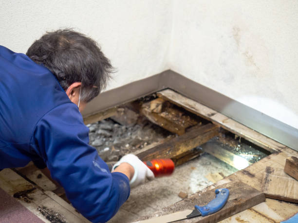  Fort Dix, NJ Mold Removal Pros