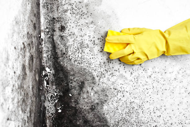 Best Kitchen Mold Remediation in Fort Dix, NJ