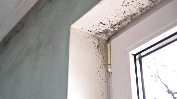Best Industrial Mold Remediation in Fort Dix, NJ