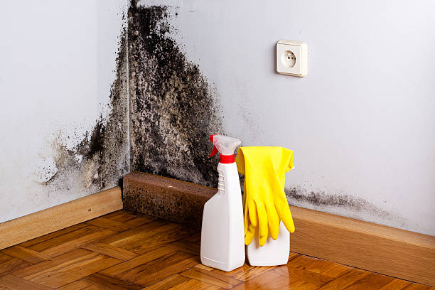 Fort Dix, NJ Mold Remediation Company