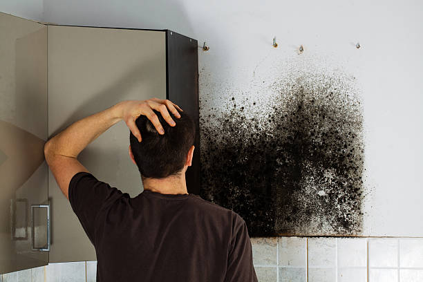 Best Health and Safety Mold Remediation in Fort Dix, NJ