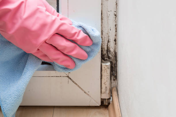 Best Attic Mold Remediation in Fort Dix, NJ